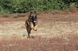 MALINOIS 032